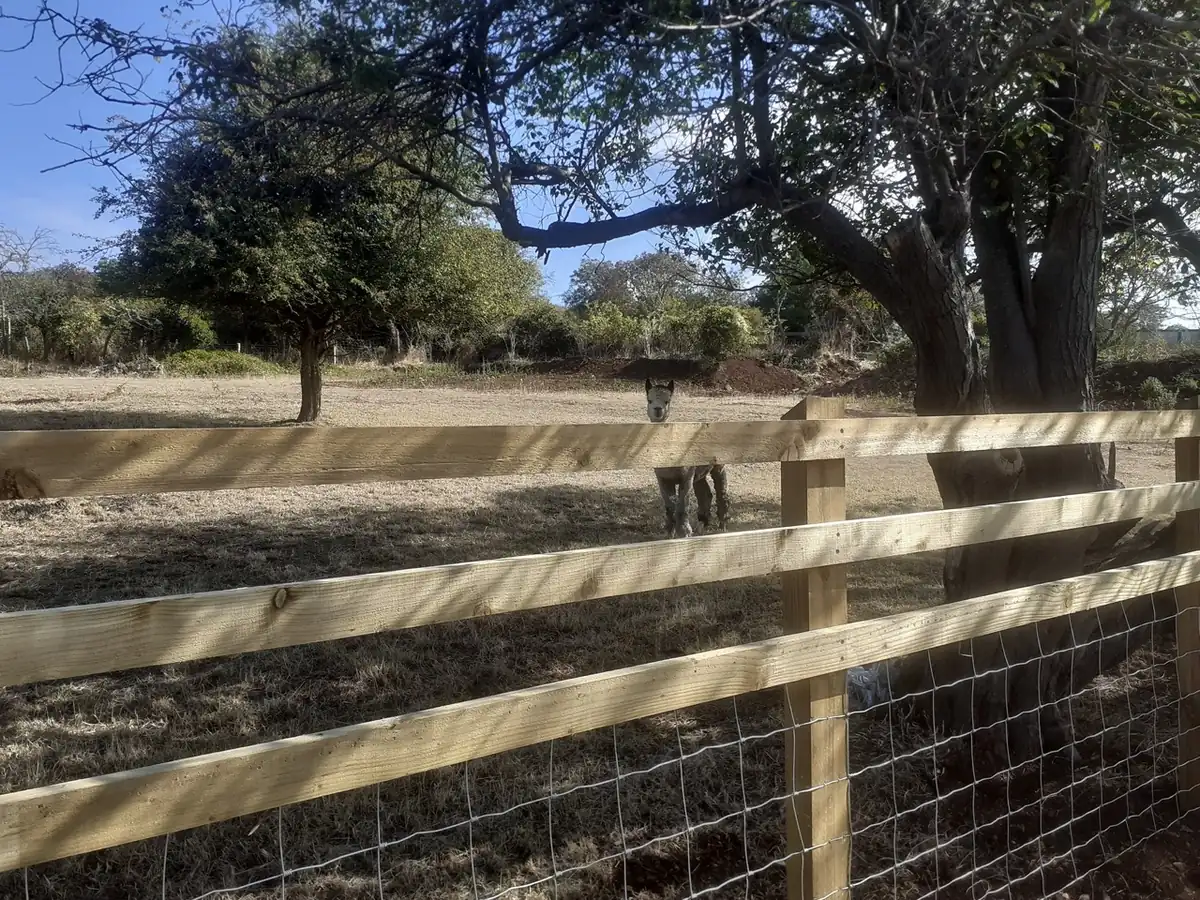 Timber post and rail fence with stock netting – agricultural fencing in Weston-super-Mare